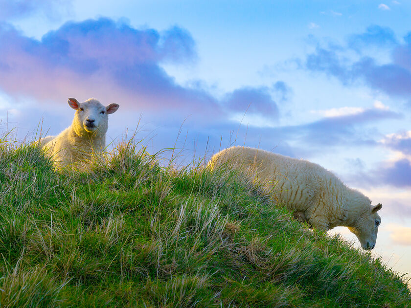 Two sheep grazing on a grassy hillside under a colourful sky